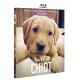 Une vie de chiot