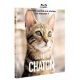 Une vie de chaton