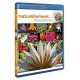 Antoine - Naturellement... - Fleurs & plantes